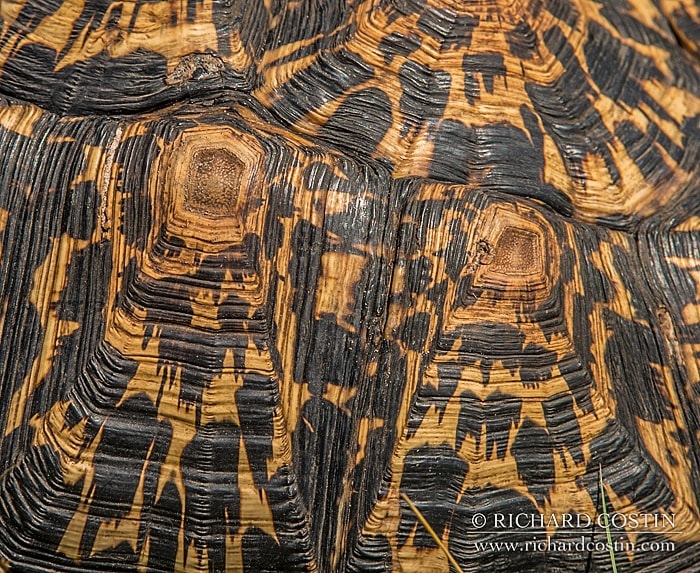 RichCostin_AfricaLiveBlog_2014a_11___0058