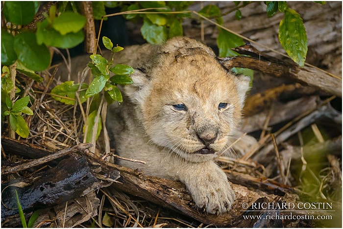 RichCostin_AfricaLiveBlog_2014b_02___0008