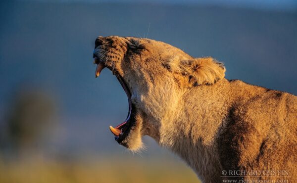 Lion Roaring, Photography Workshop, Africa, Richard Costin