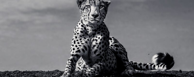 Cancellation place available, Big Cat Safari
