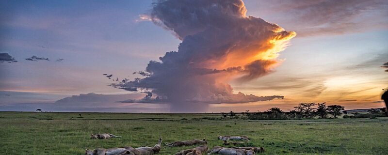 Big Cat 2020 trip photos & 2021 bookings.