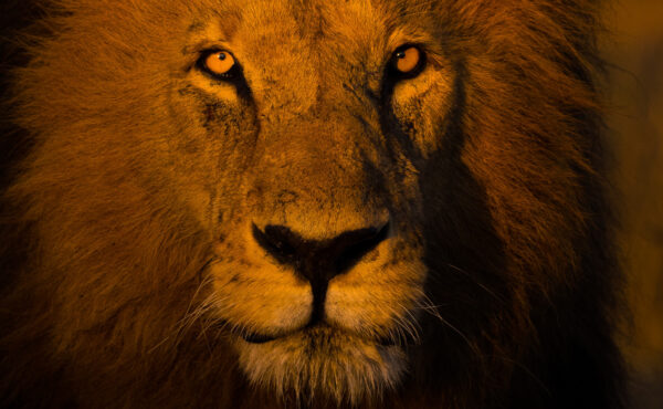 Wildlife Photography Safari - Big Cats of the Masai Mara, 2022