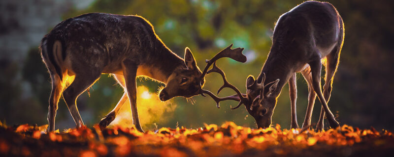 Autumn Watch